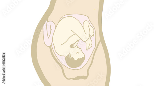 Vector illustration of a baby in the mother's womb