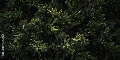 Close up of evergreen conifer fir  spruce  pine. Macro Shoot coniferous branch. Nature forest background  wallpaper. Generative ai