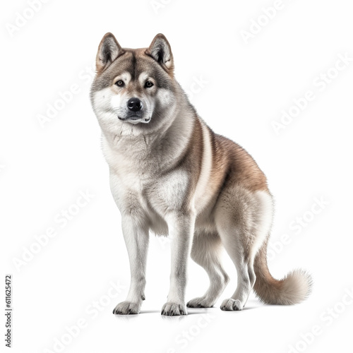 Akita dog isolated in white background  ai generated