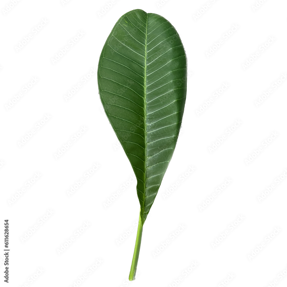 Obraz premium green leaf isolated on white
