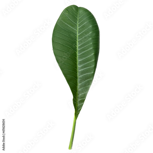 green leaf isolated on white