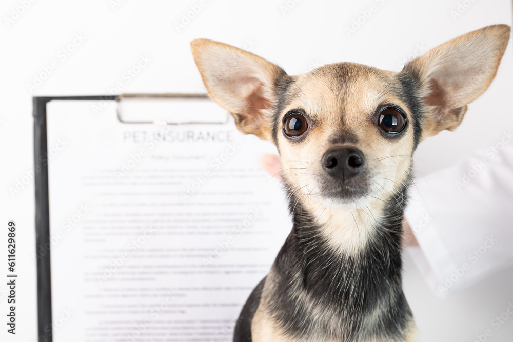 pet insurance policy, happy and healthy dog and insurance document, protect pet's health