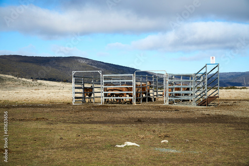 Portable metal stockyards in Kosciuszko National Park to contain Feral wild Horses known as Brumbies  photo