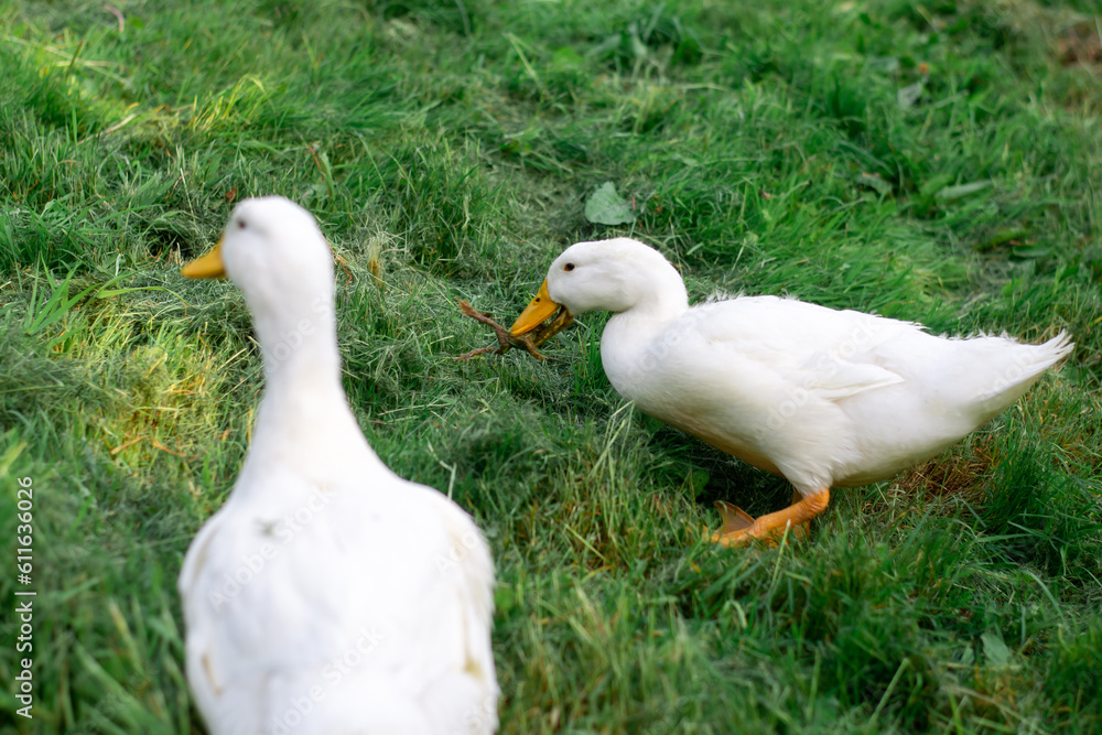 Two white geese on green grass. Free-range poultry, duck breeding. Two white geese on green grass. Free-range poultry, duck breeding.