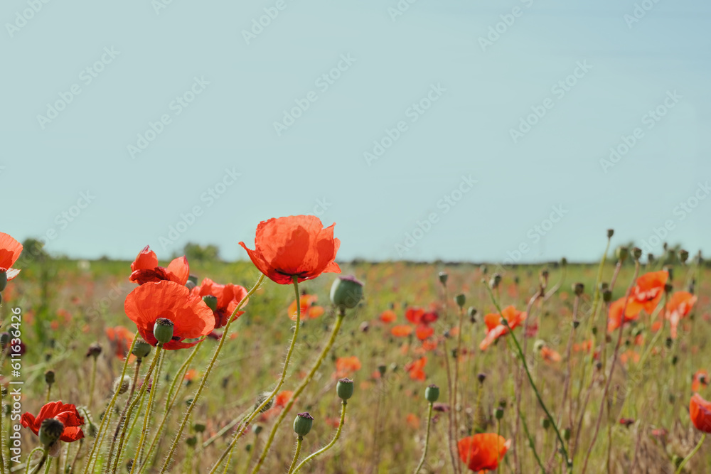 Obraz premium Red poppy flowers in the field. Meadow of wildflowers with poppies against the sky summer. Banner. Side view.