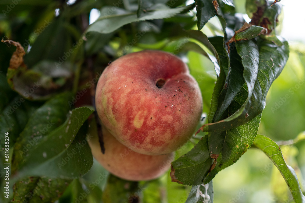Agriculture and fruit trees of the botanical garden of Valencia Agriculture and fruit trees of the botanical garden of Valencia
