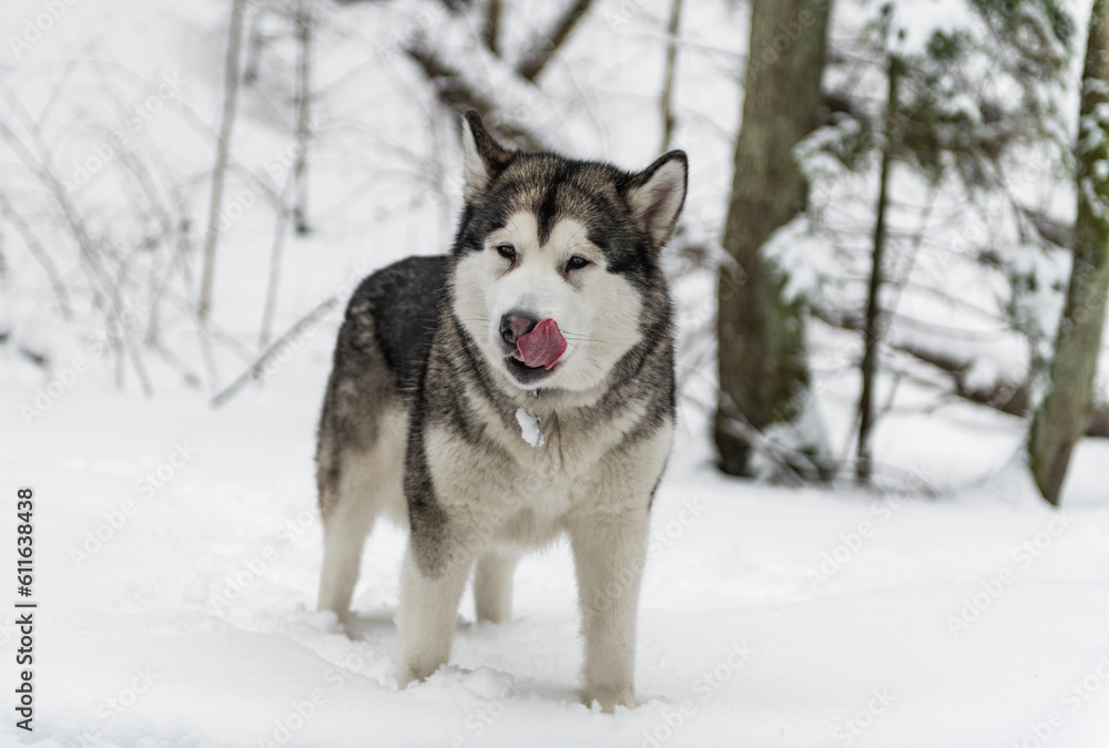 Young Alaskan Malamute Dog Standing in Snowy Forest. Portrait with Open Mouth and Tongue Out