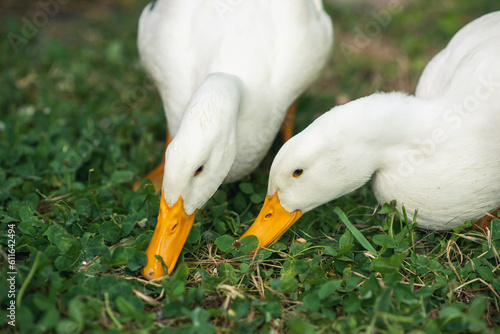 Photography Two geese graze on the green grass close-up