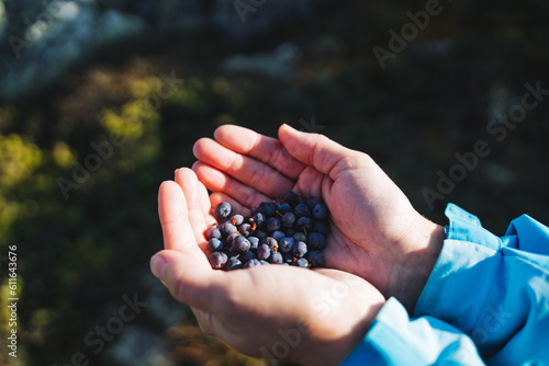 Women's hands hold a handful of fresh blueberries, fresh blueberries harvested in nature, natural vitamins, ripe blueberries.