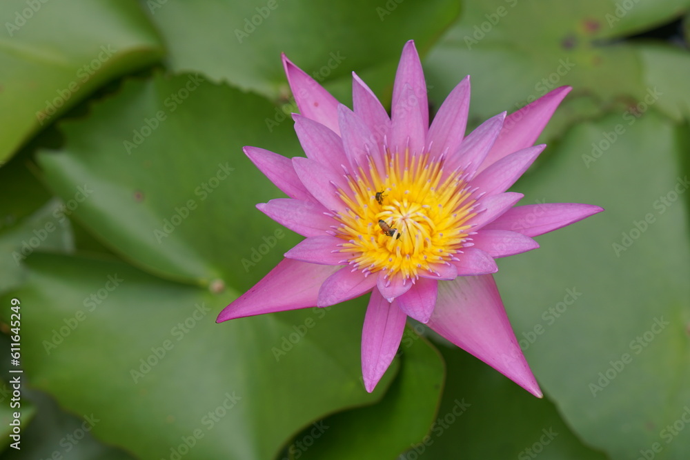 Lotus flowers greenery water of natural beauty Lotus flowers greenery water of natural beauty