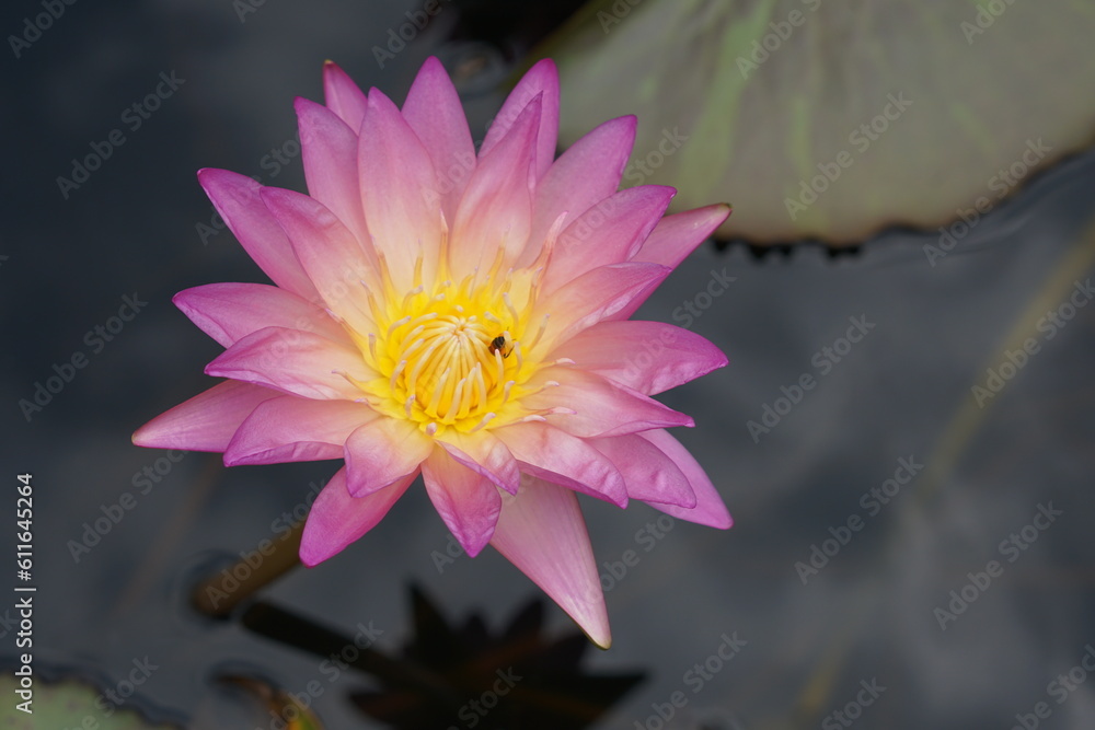 Lotus flowers greenery water of natural beauty Lotus flowers greenery water of natural beauty
