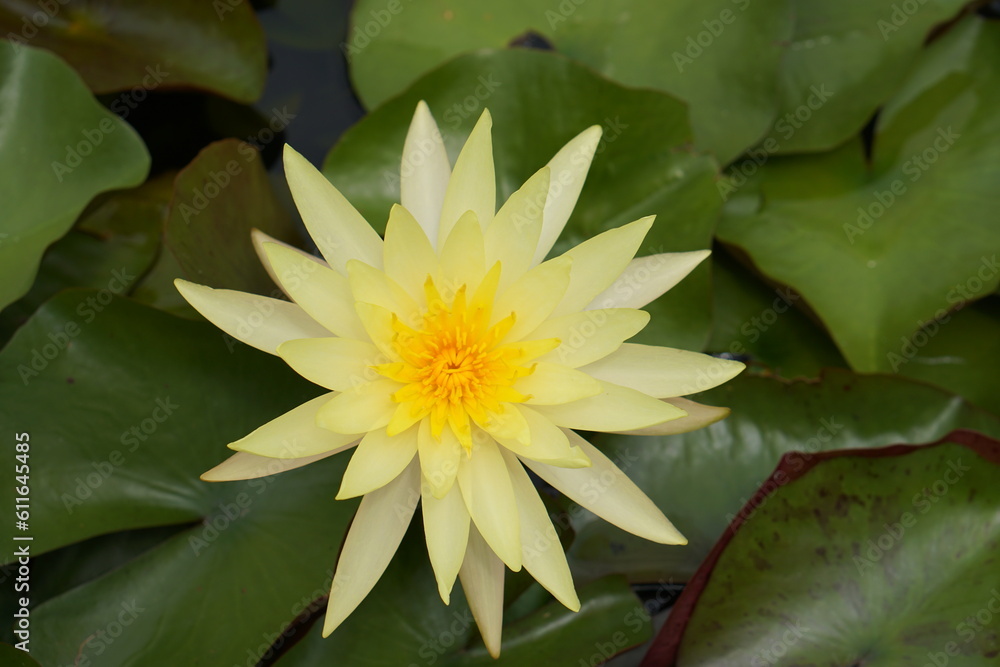 Lotus flowers greenery water of natural beauty Lotus flowers greenery water of natural beauty