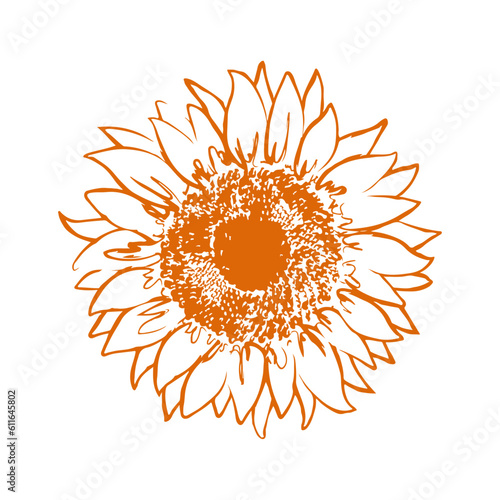 Sunflower (Helianthus) vector line art illustration on white background. Botanical sketch.
