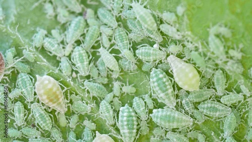 Closeup of Aphid colony - Hemiptera: Aphididae - on plum leaf in 4K VIDEO. Macro footage of insect pests - plant lice, greenfly, blackfly or whitefly - sucking juice from plant.
