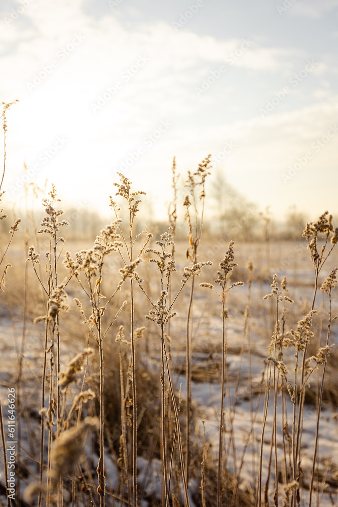 Fototapeta premium Suche trawy na łące / dary Grass on the feld