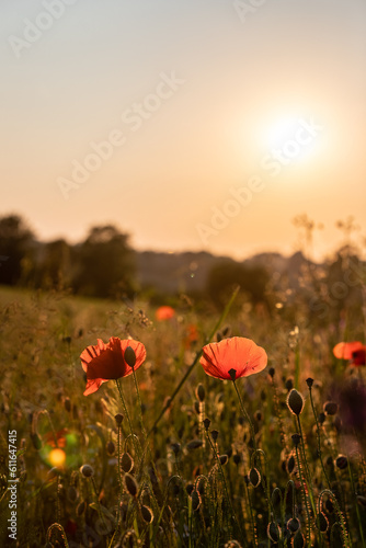 Blooming poppy in the wild in the fields of Maastricht during sunset. The photo is taken against the sun with sunbeams behind the flower head giving a special golden effect.