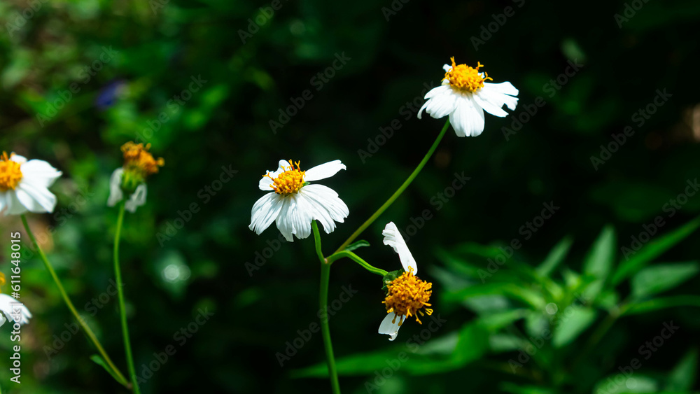 Bidens pilosa or ajeran with running water as a background Bidens pilosa or ajeran with running water as a background