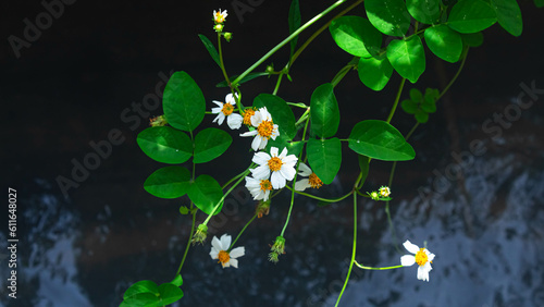 Bidens pilosa or ajeran with running water as a background