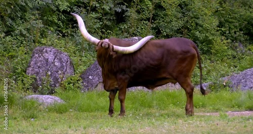 Watusi (african cattle) with an itch and scratching its back with massive horns, in African Plain of Tete d'Or Park zoo, Lyon, France photo