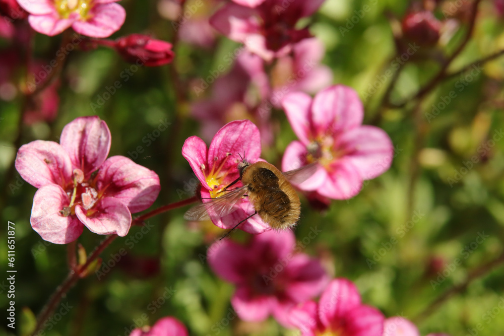 Bombyle (Bombylius major) Bombyle (Bombylius major)