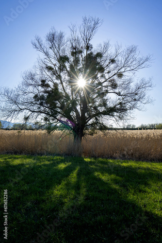 Tree with mistels with sunrays photo