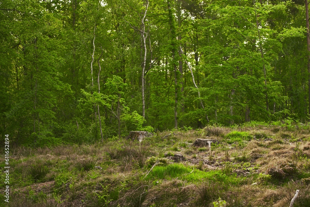 Deforestation. Stumps show that overexploitation leads to deforestation ...