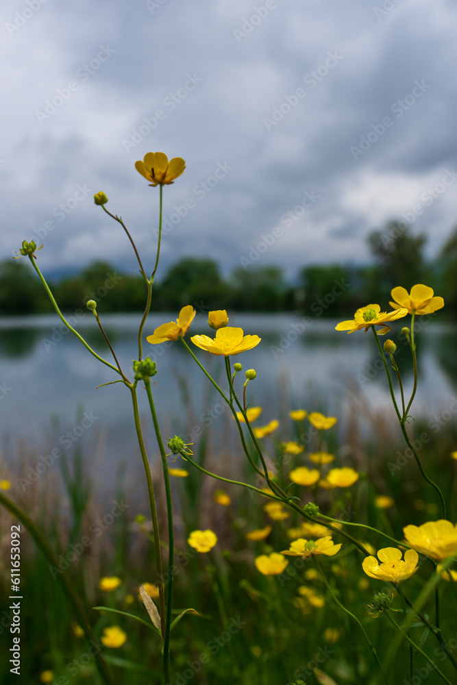 Field of dandelions with lake in the backgrounds Field of dandelions with lake in the backgrounds