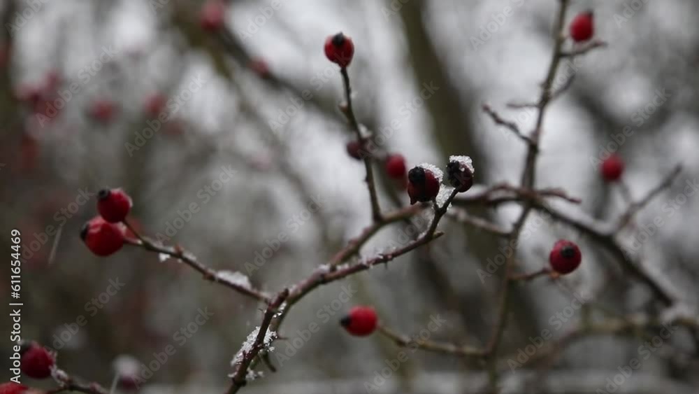 red berries in snow red berries in snow