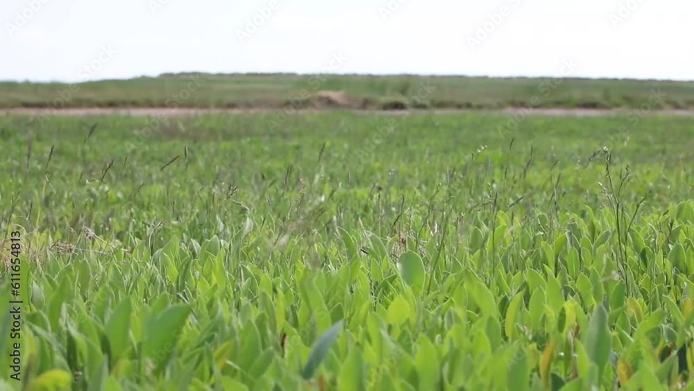 green grass field green grass field