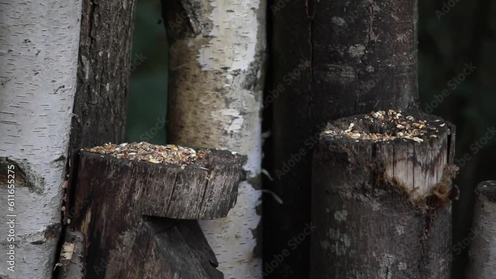 trunks in a forest with a bird sitting on it trunks in a forest with a bird sitting on it