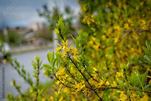 forsythia bush with yellow flowers
