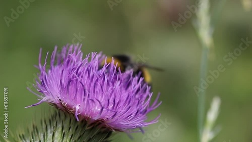 bumblebee on a thistle photo