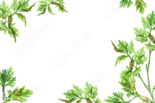 Young green parsley, spices, condiments, herbs isolated on white background. watercolor illustration. Frame for postcard, banner or border. For product design, packaging, cuisine, ingredients and