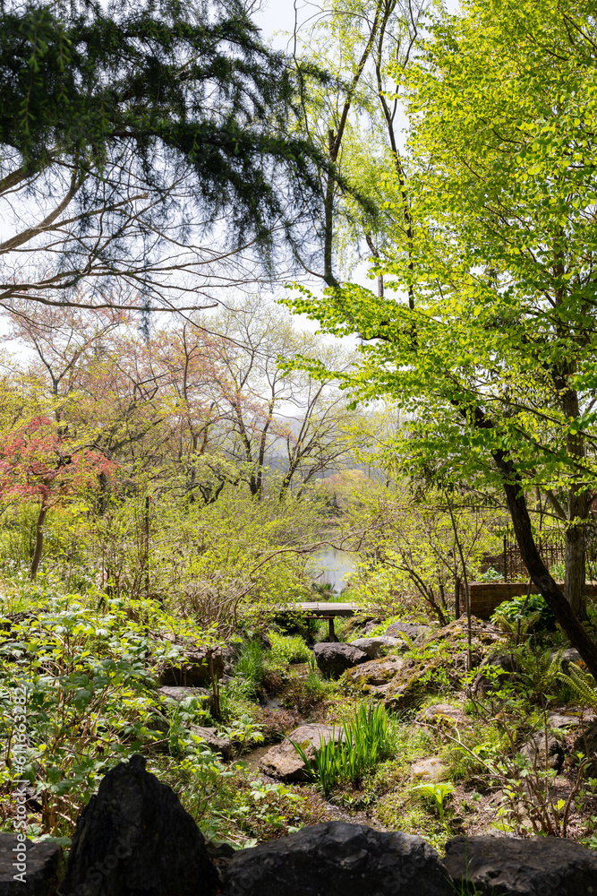 Fototapeta premium 自然豊かな庭