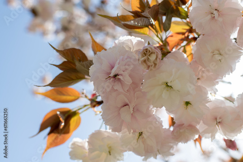 ピンクの花