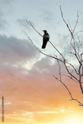 A Crow at the tree branch with sunset sky as the background