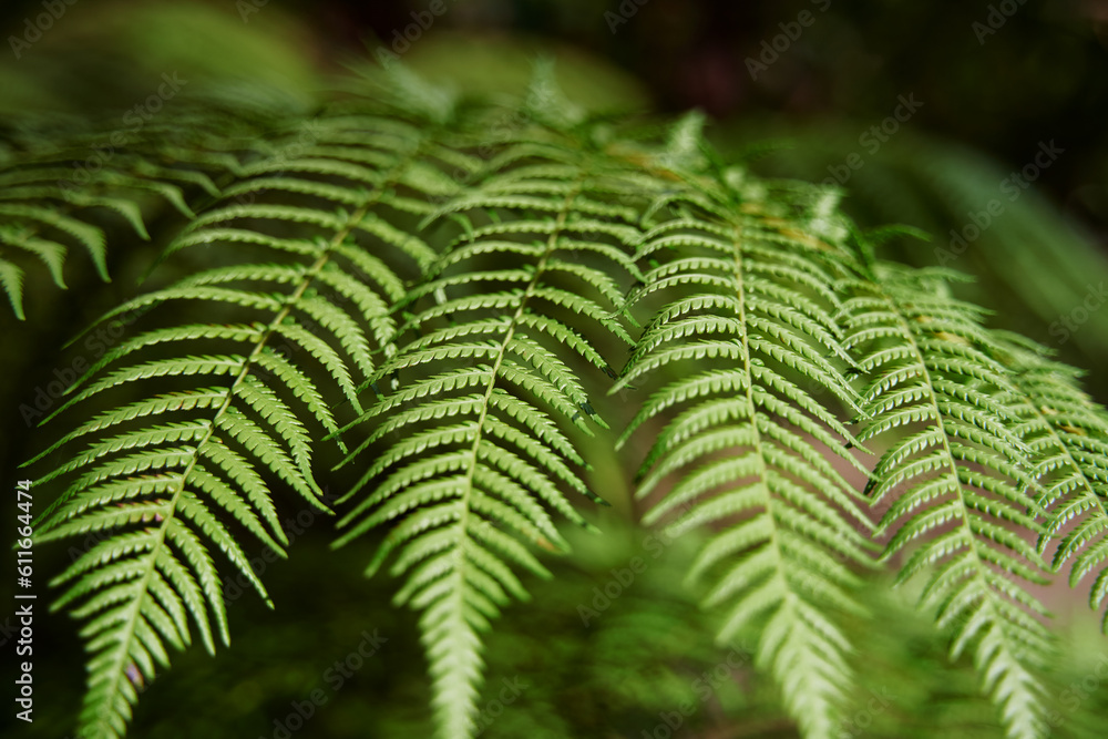 Leaves of green fern in forest Leaves of green fern in forest