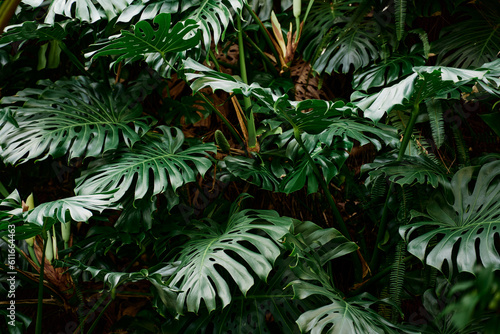 Fototapeta Naklejka Na Ścianę i Meble -  In the jungle. Close up of green tropical leaves.