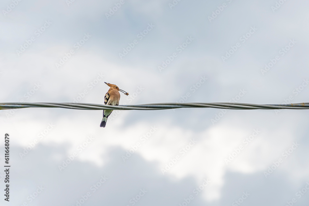 A hoopoe is about to eat a prey that holds tightly in its beak A hoopoe is about to eat a prey that holds tightly in its beak