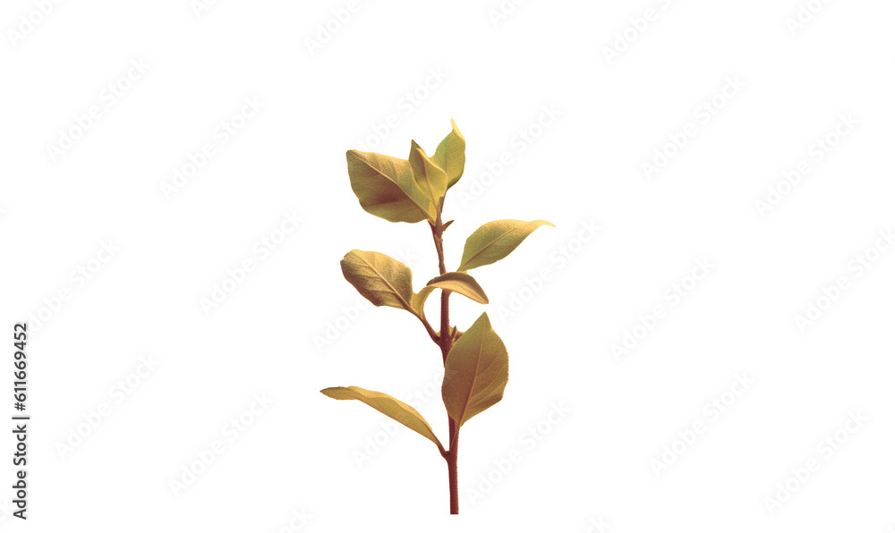leaf isolated on white HD transparent background PNG Stock Photographic Image leaf isolated on white HD transparent background PNG Stock Photographic Image
