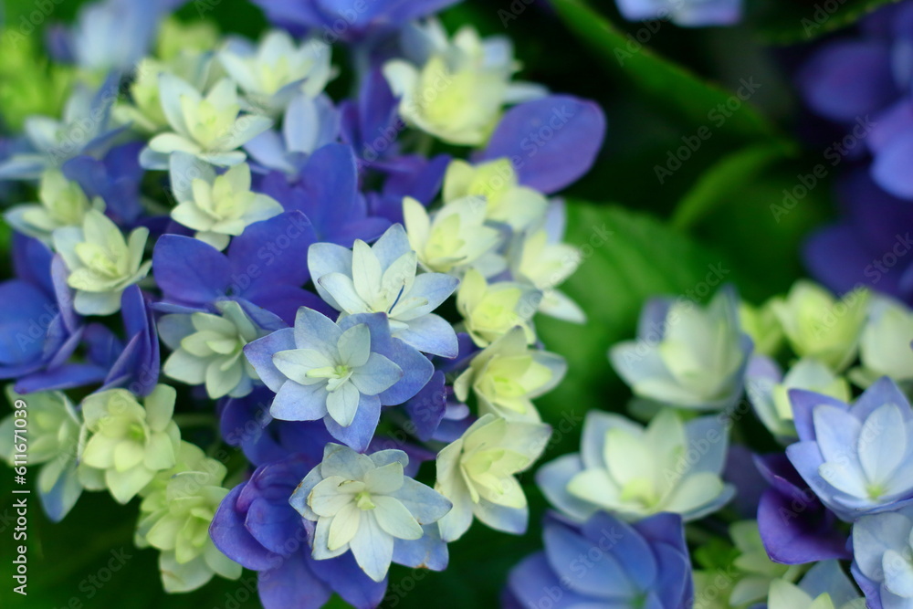 紫と青と白の色の混ざったアジサイ