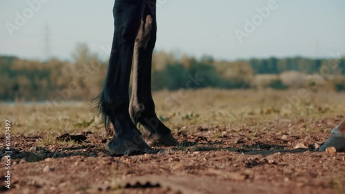 Horse hooves scratching in the dirt, horse's hoof playing on a meadow  photo