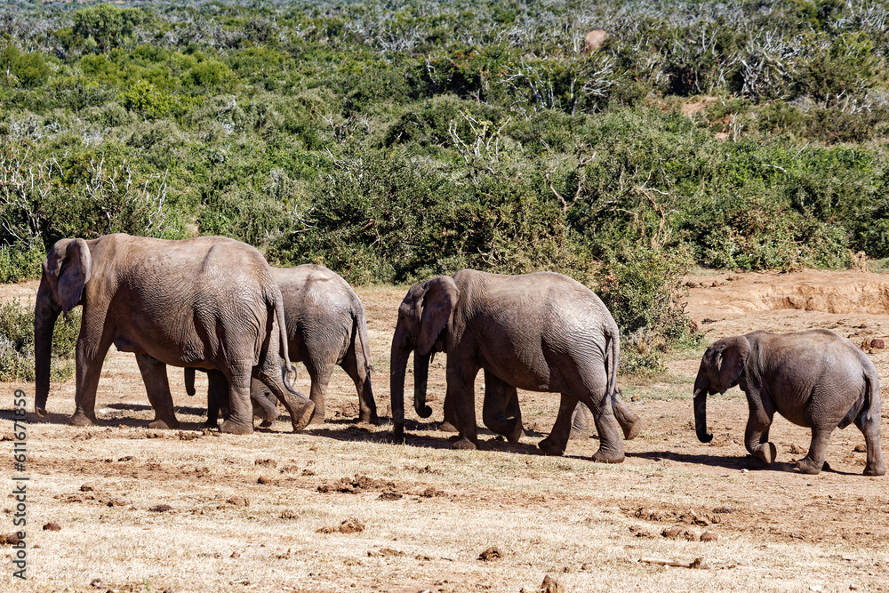 Fototapeta premium Elefanten im Addo Elephant Park