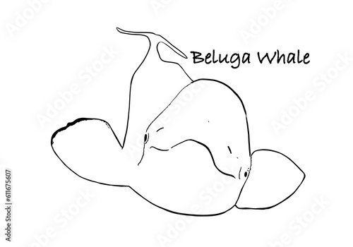 Fotografie Beluga whale silhouette illustration