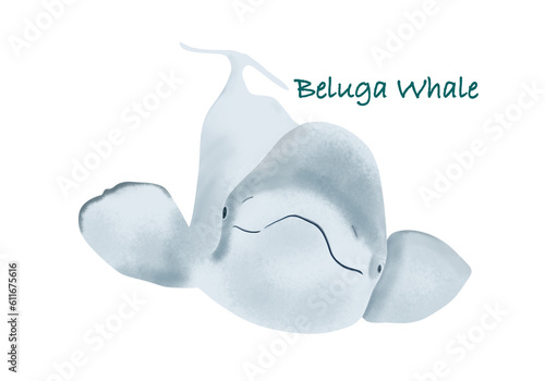 Fotografie Beluga whale hand drawing illustration with transparent background
