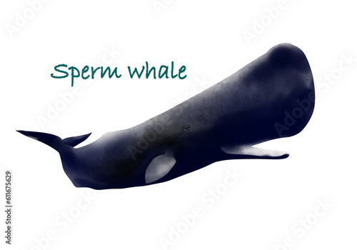 Sperm whale hand drawing illustration with transparent background