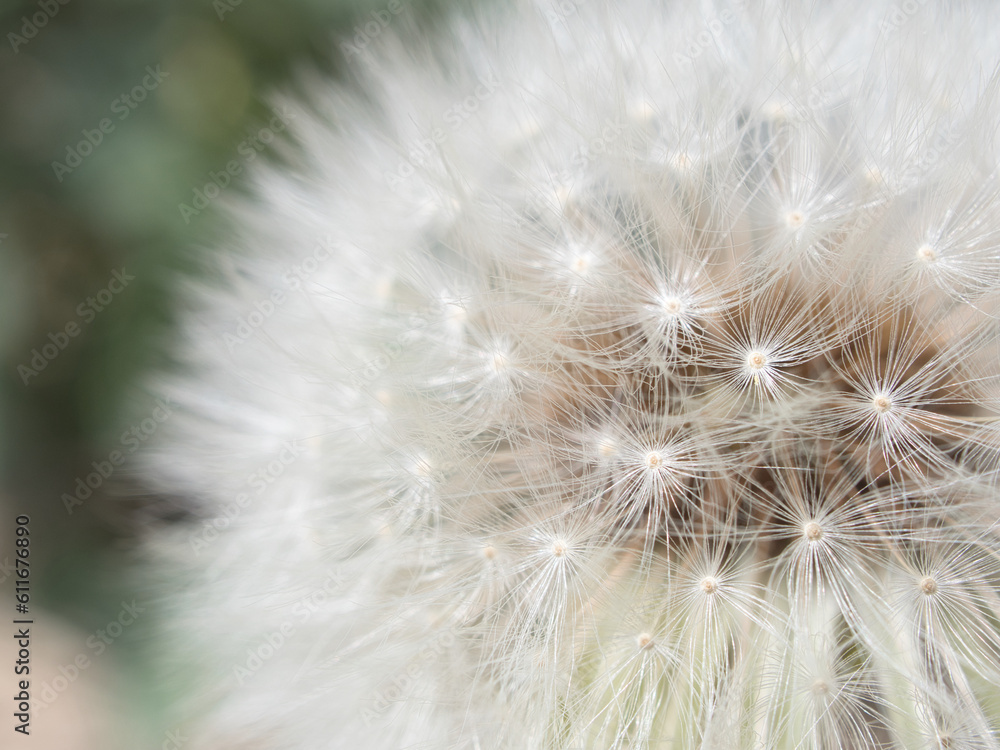 Fototapeta premium タンポポの綿毛