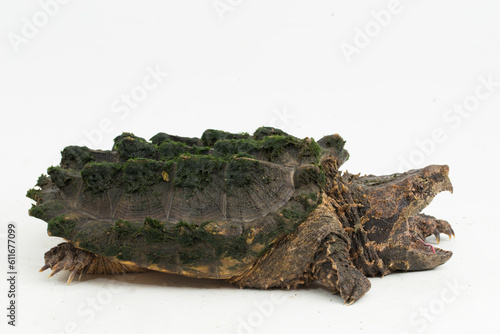 The alligator snapping turtle (Macrochelys temminckii) isolated on white background