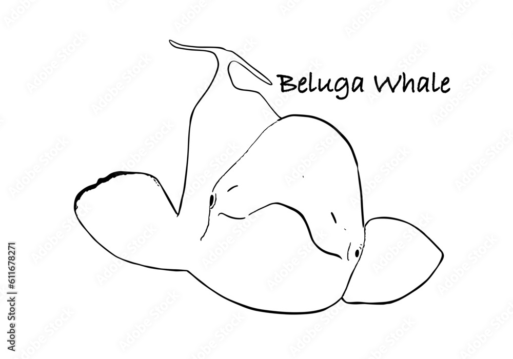 Beluga whale silhouette illustration Beluga whale silhouette illustration