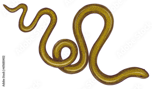 Tangled gold vintage snake Intricate detailed hand drawn illustration A drawn twisted serpent Tattoo design transparent background Gothic decor